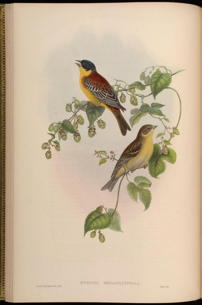 Black-headed Bunting by John Gould